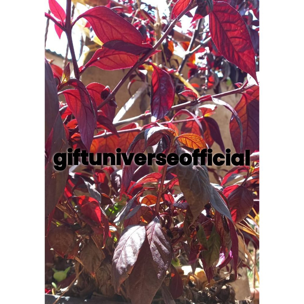 

Daun Ungu untuk Ambeien