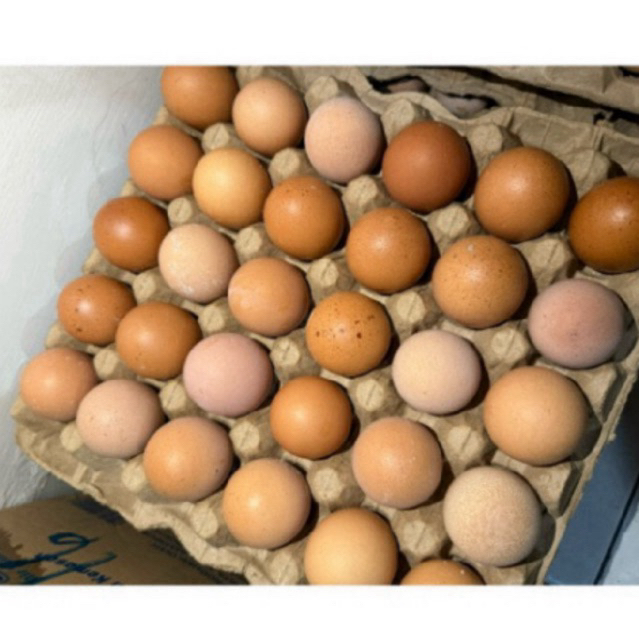 

15 Pcs Telur Ayam Eropa Kecil