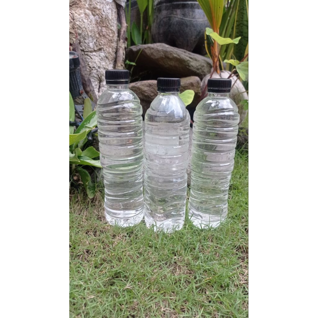 

Minyak Kelapa Tandusan asli Bali dengan kemasan 600 ml oleh oleh khas Bali
