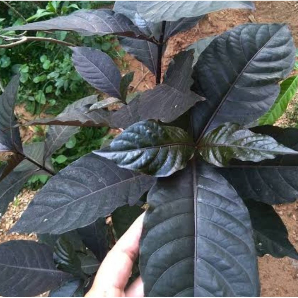 

Daun ungu atau daun handeuleum segar 30 lembar-az