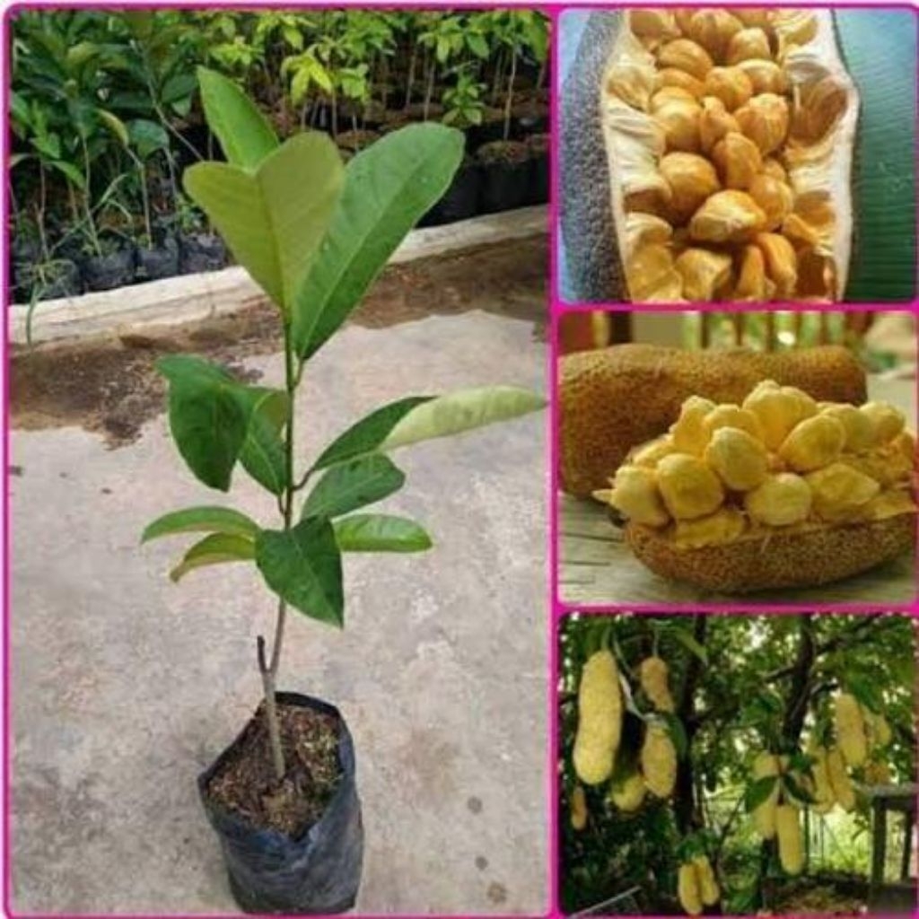 Bibit Buah Cempedak Okulasi Siap Tanam