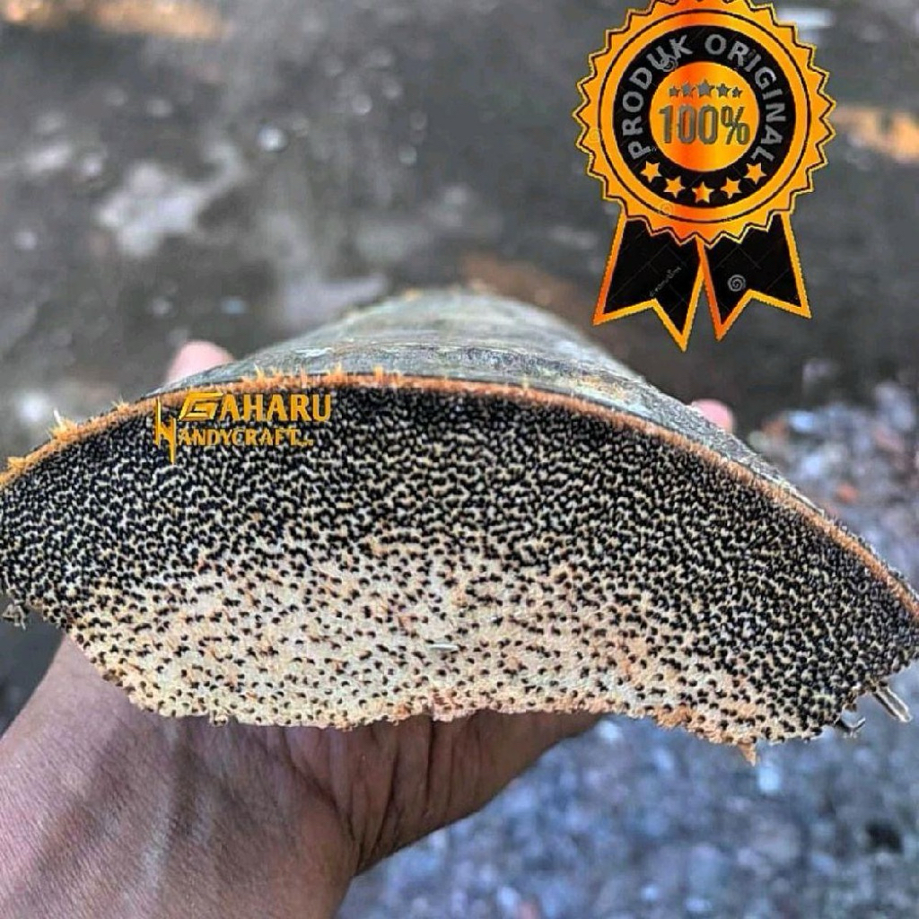 Bahan kayu liwung asli original