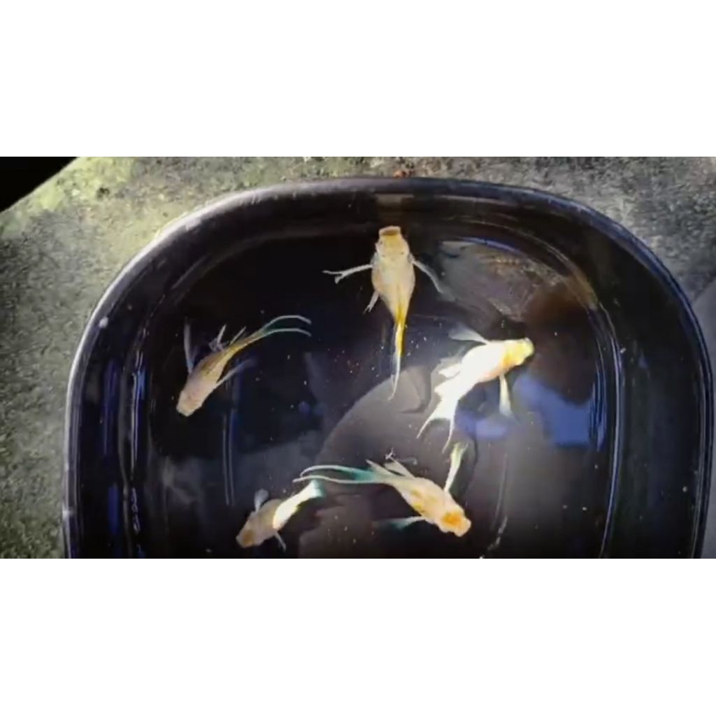 Hiasan memperindah aquarium 7 buah molly balon cawang thailand