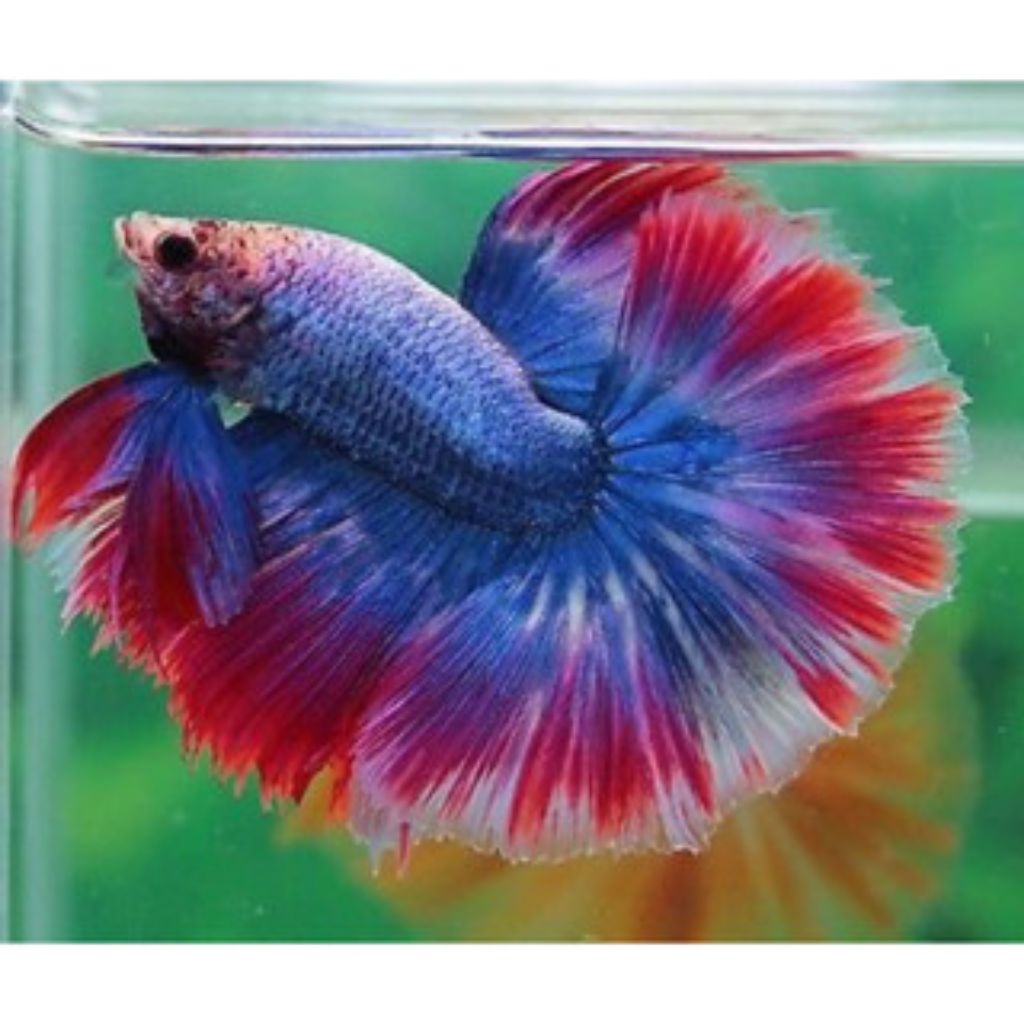 hiasan aquarium cupang maskot