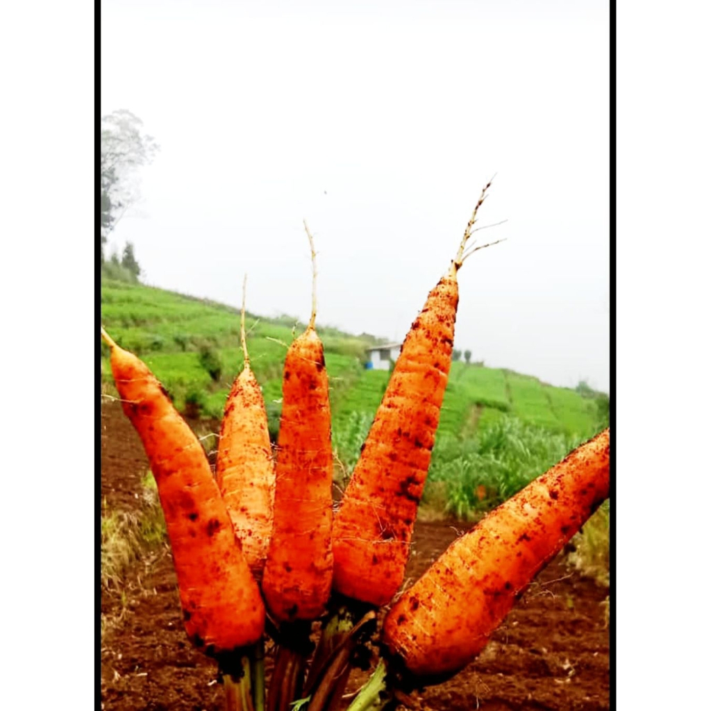 

wortel (Grosir) 3kg Berkah Sayur