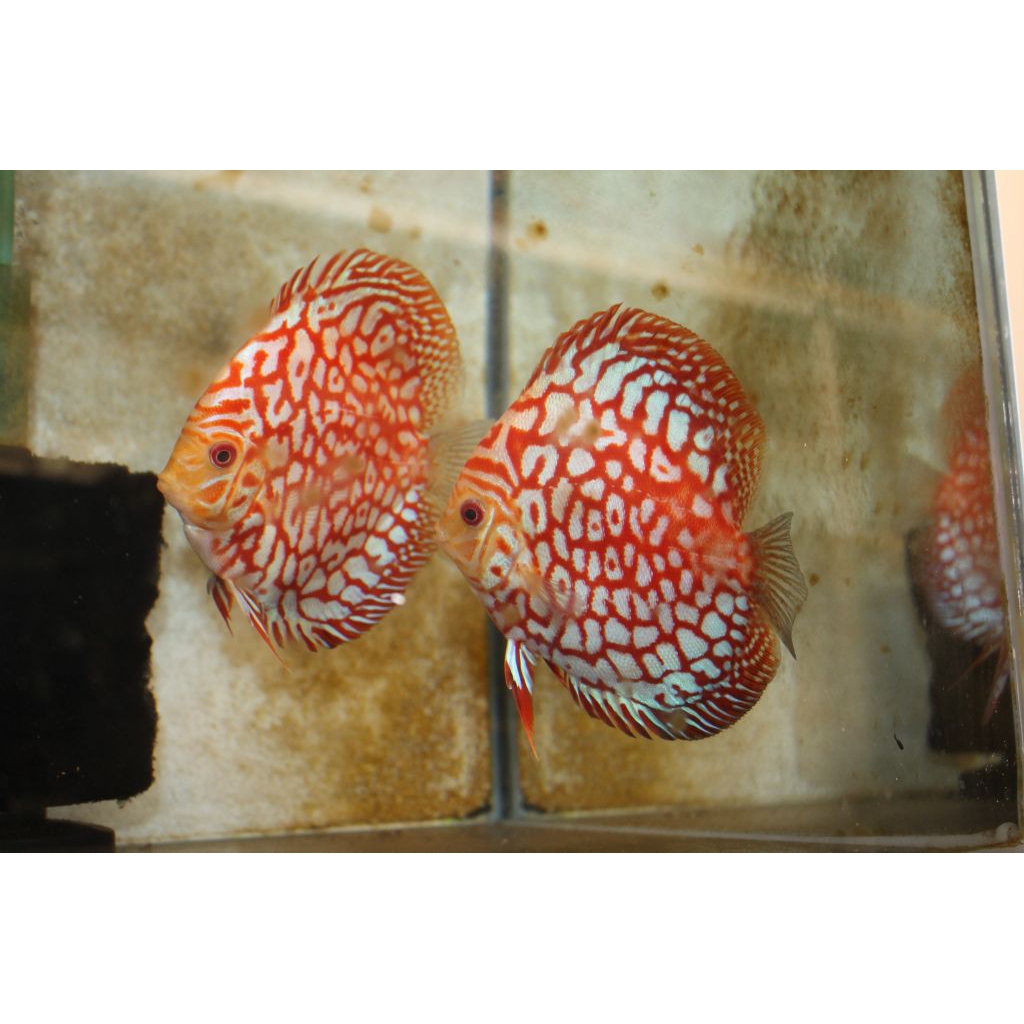 DISCUS PIGEON JGR RED HIASAN AQUARIUM AIR TAWAR