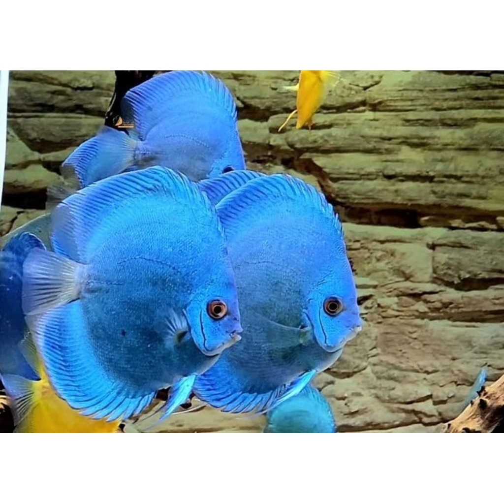 Discus Blue Diamond / Hias Aquarium