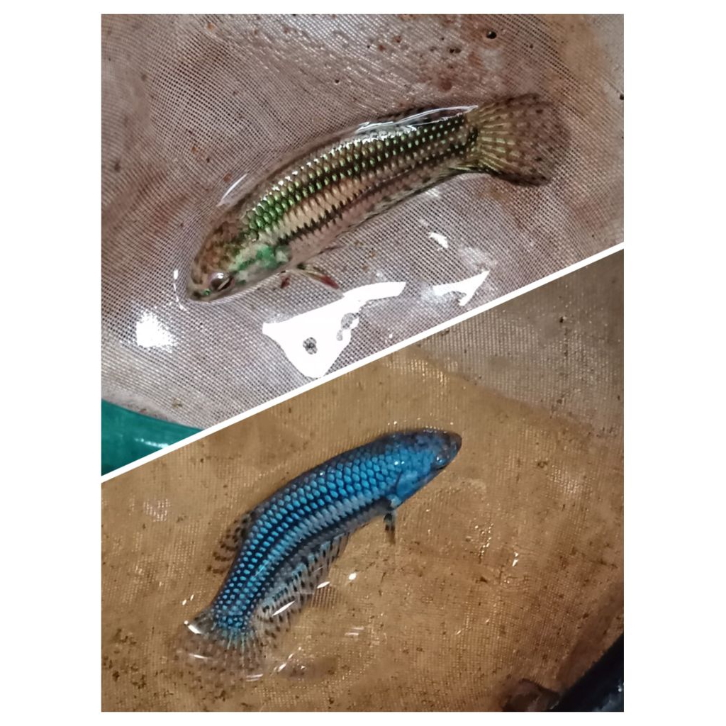 betina / female wildbetta cupang alam alien hybrid