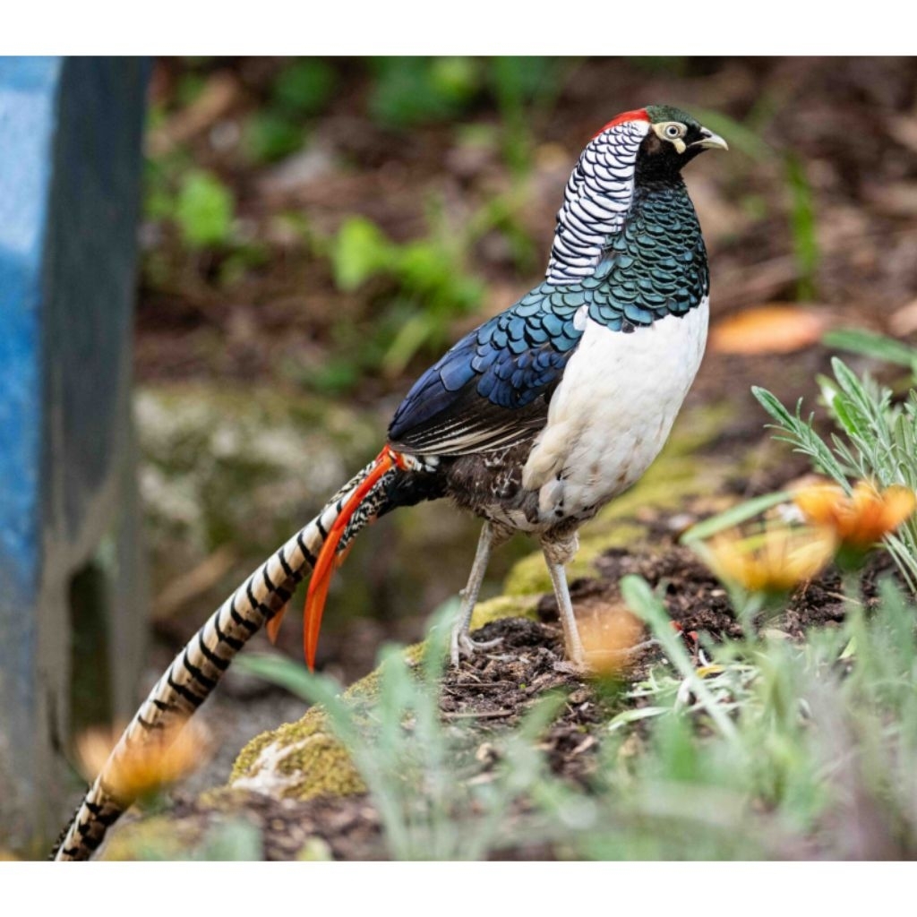 

telur ayam hias fertil Lady Amherst's untuk ditetaskan