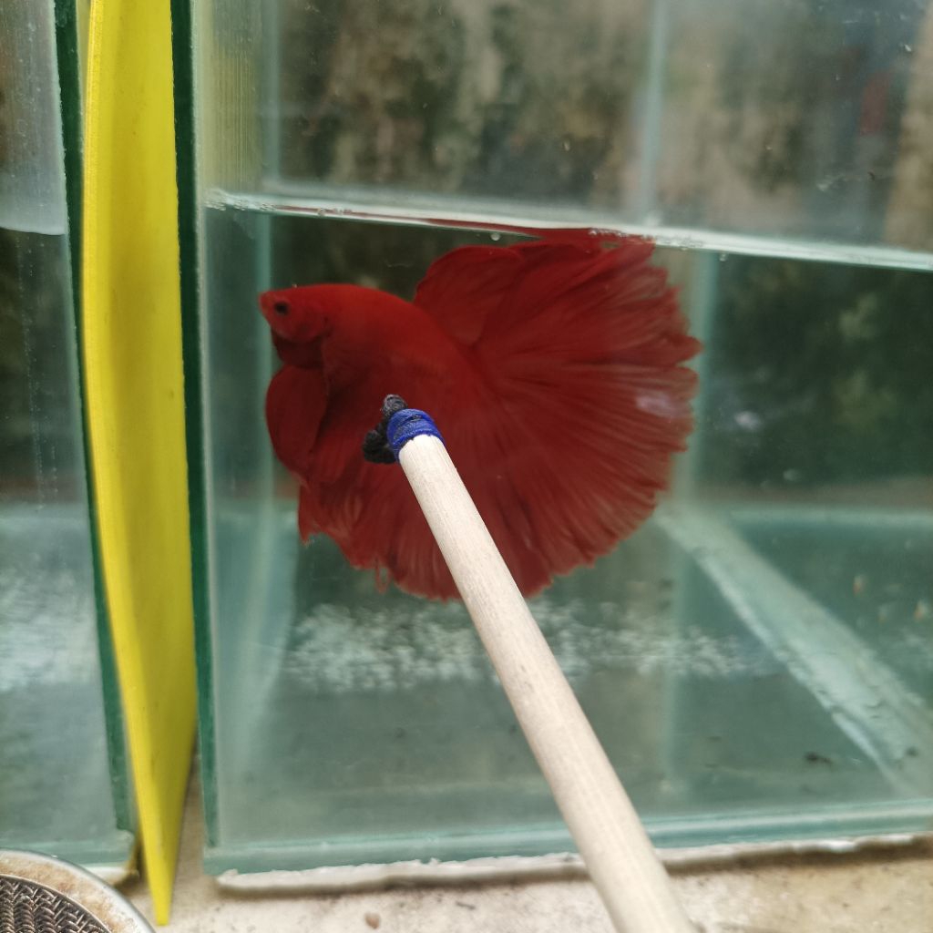 cupang halfmoon