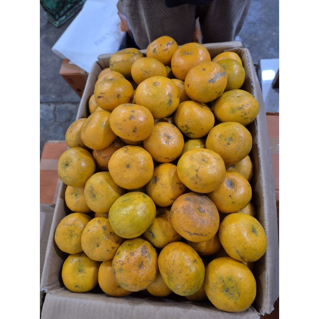 

Jeruk berastagi medan segar