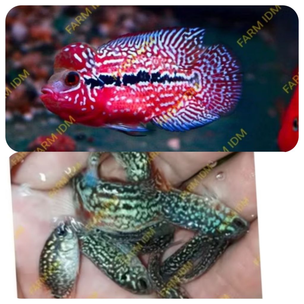 Hiasan Aquarium Kamfa Super Red F2 Line Thailand 3.5 cm