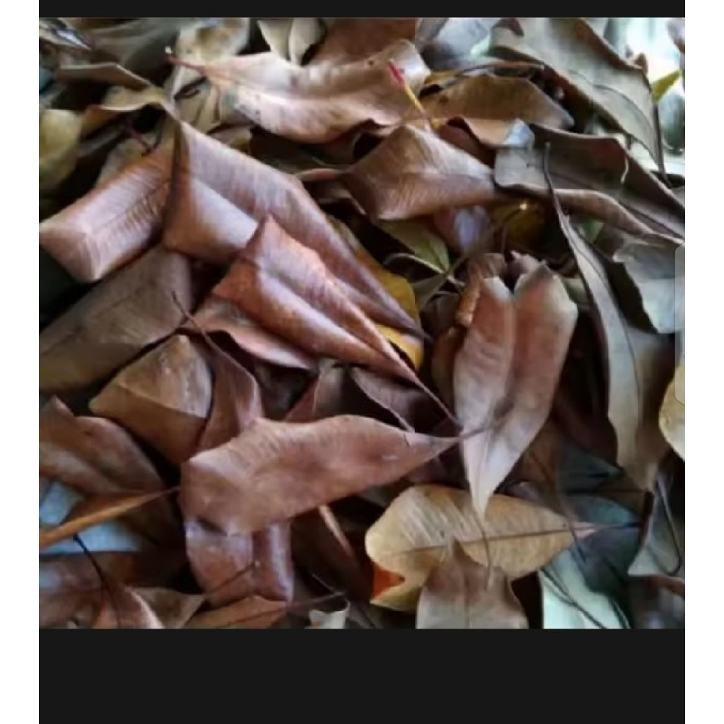 

DAUN CENGKEH KERING 500 GRAM HERBAL