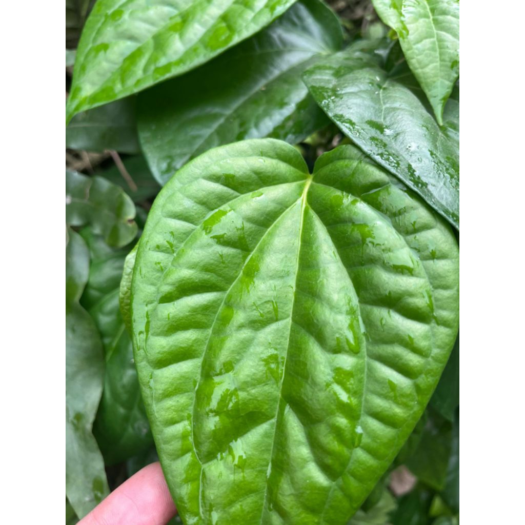 

DAUN SIRIH FRESH 50 LEMBAR