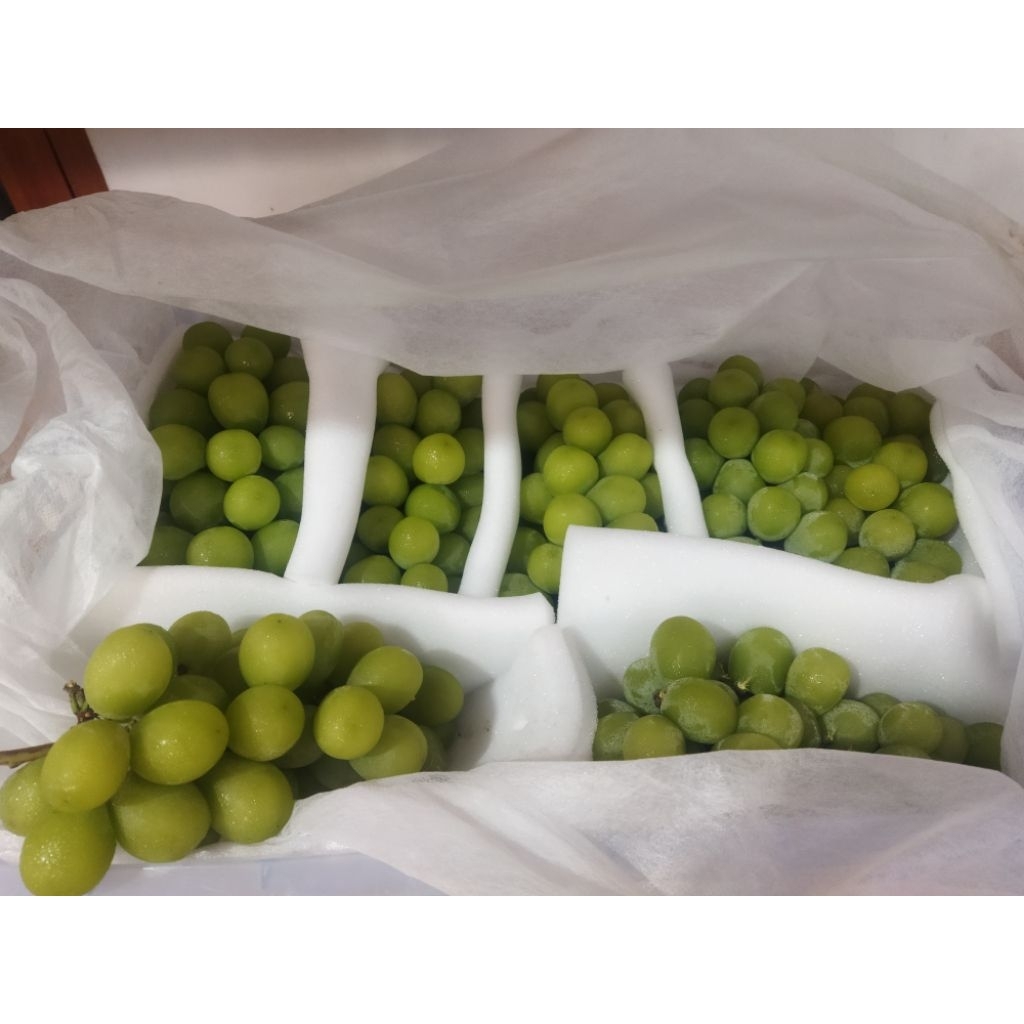 

anggur muscat hijau tanpa biji