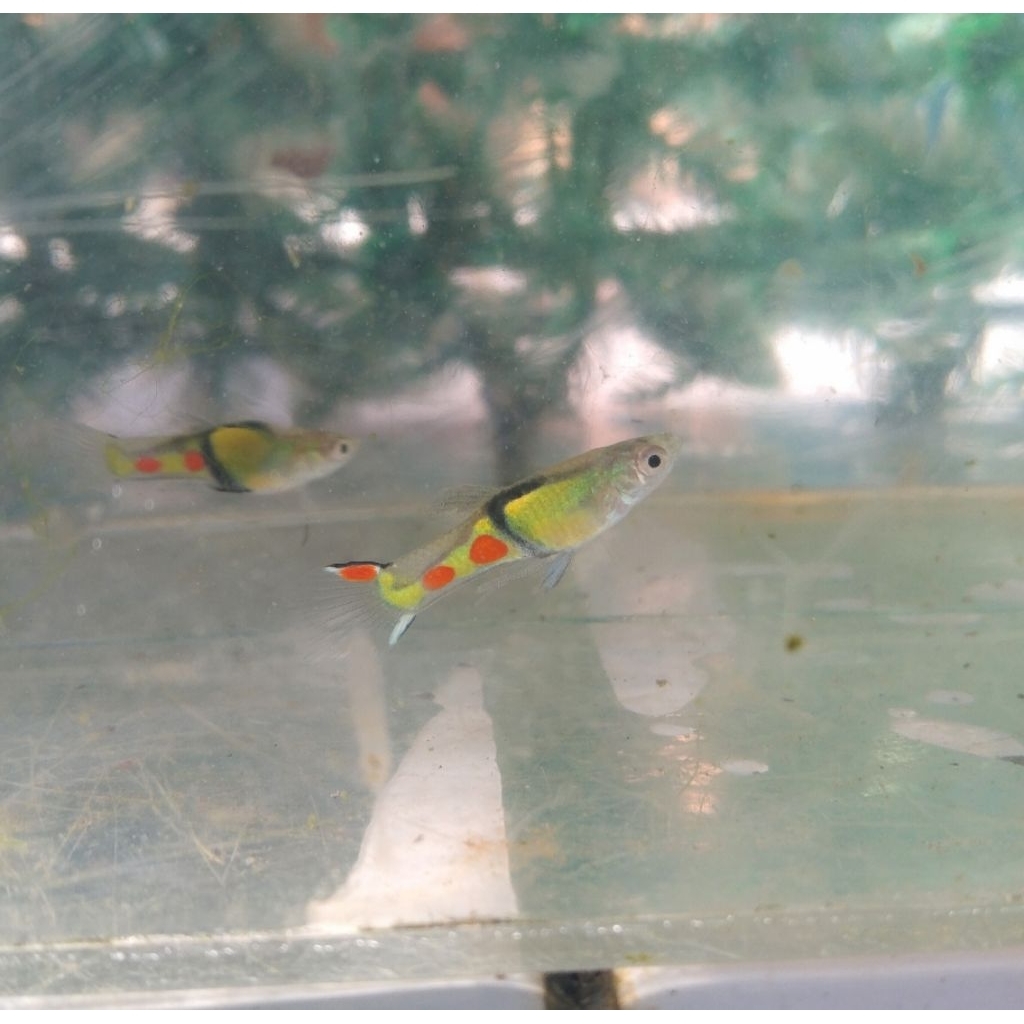 Hiasan aquarium endler Guppy El Tigre