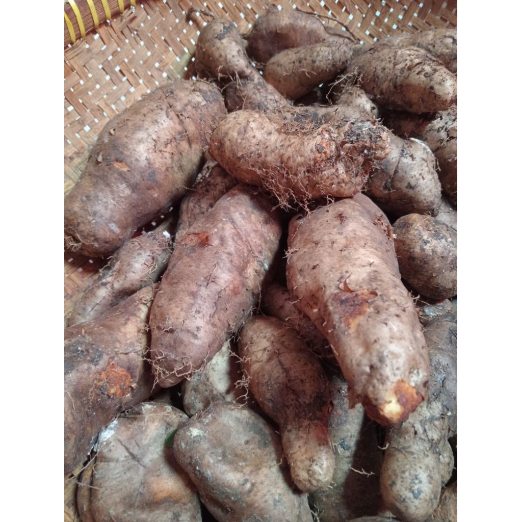 

umbi mbili wonogiri.500 gr.sangat lezat dikukus