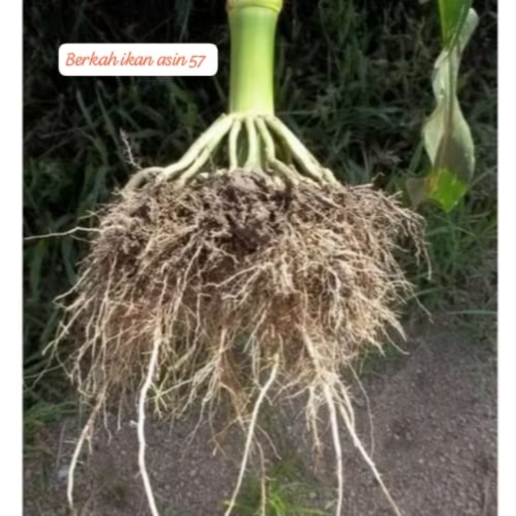 

OBRAL MURAH!!!1kg HERBAL ALAMI AKAR JAGUNG