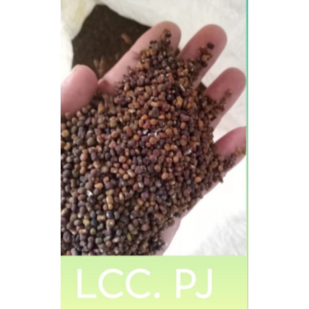 

BIJI KACANGAN PUERARIA JAVANICA (PJ) 500 Gr.