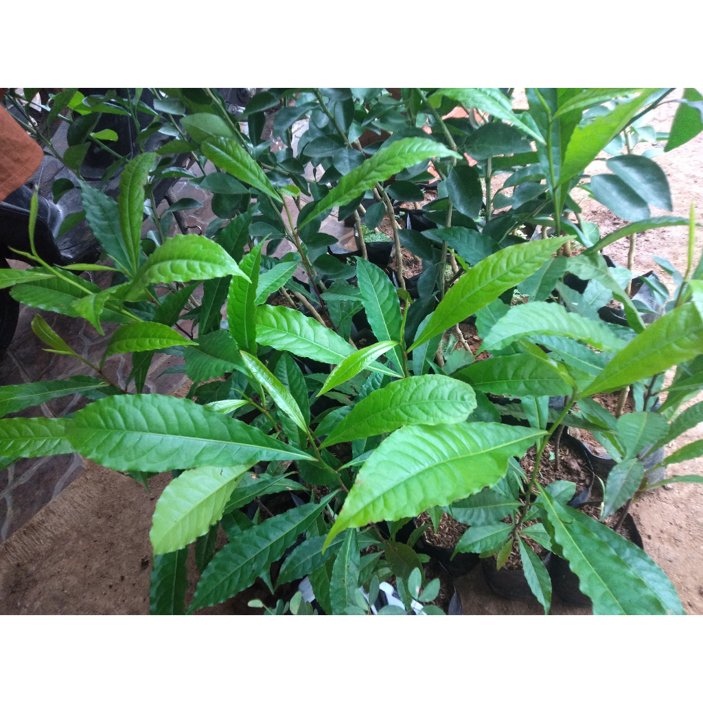 Bibit Tanaman Jenitri / Genitri Super Harga Murah