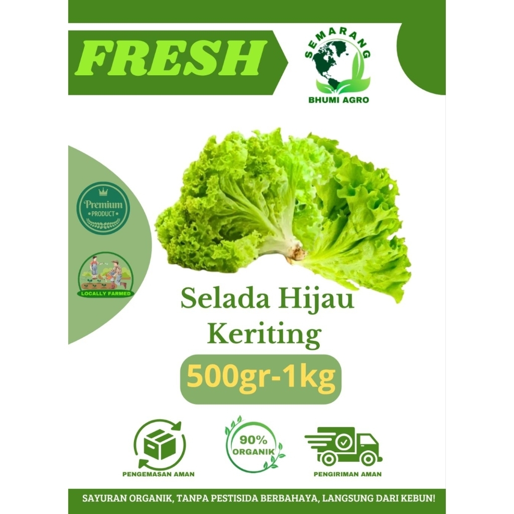 

Selada Hijau Keriting Segar & Organik | BHUMI AGRO