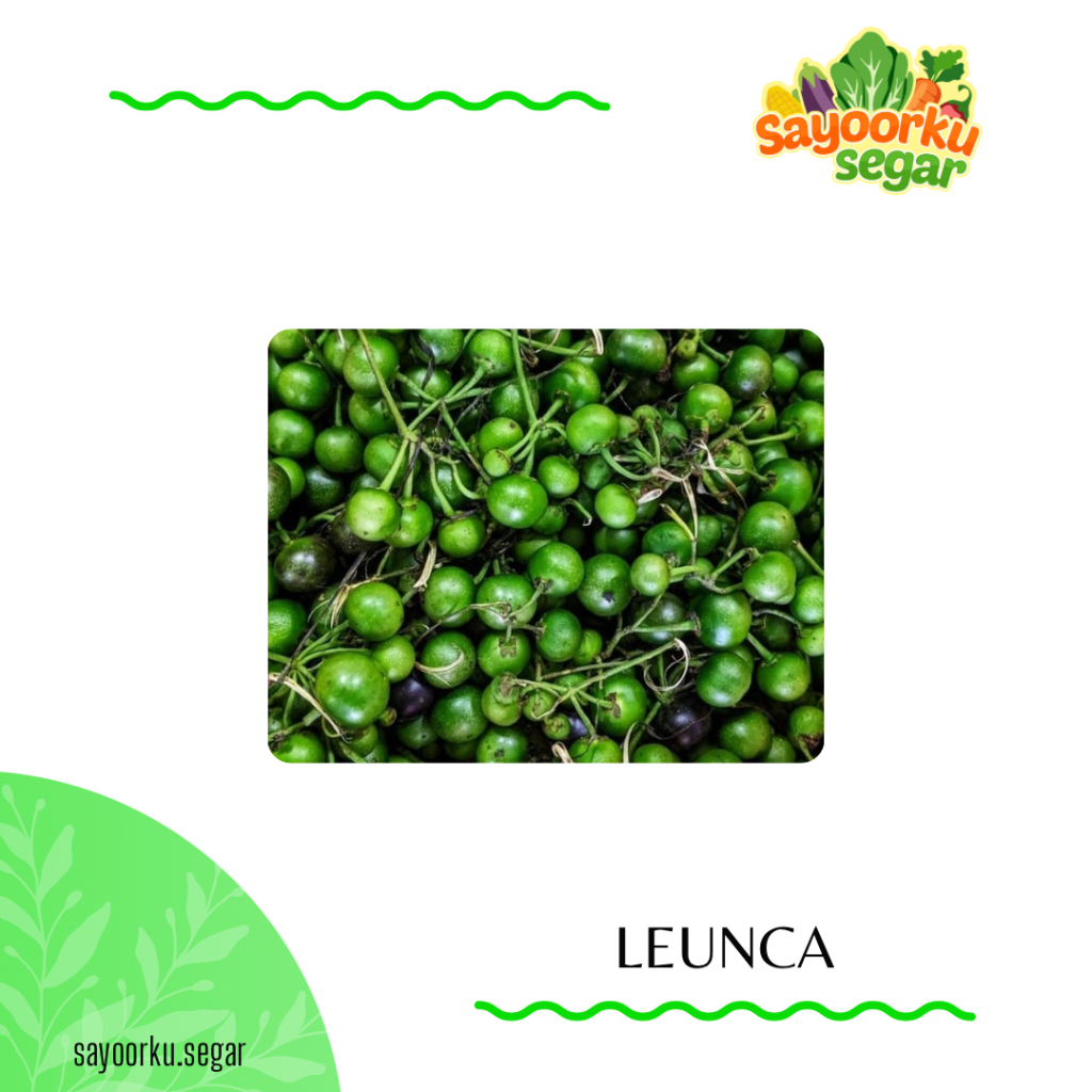 Leunca / buah ranti hijau / lalapan sunda 1 pack