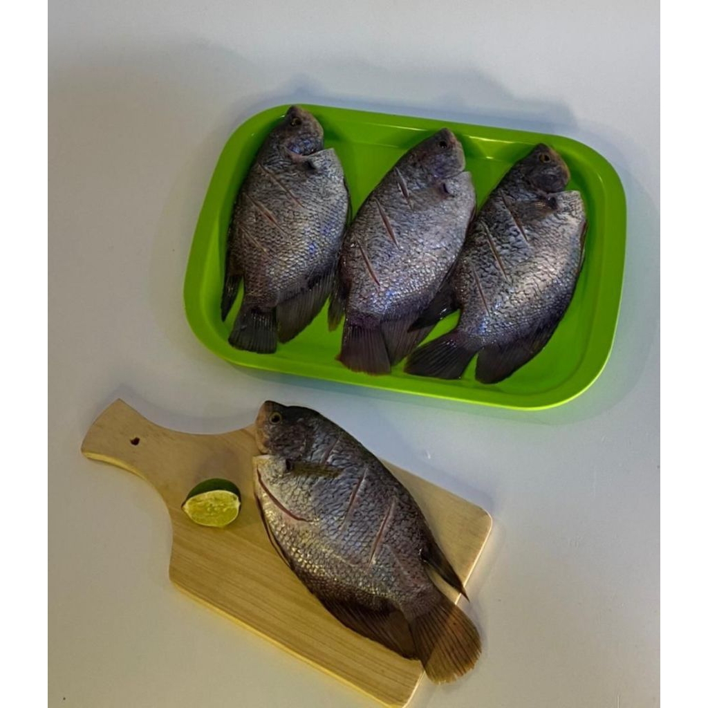 

IKAN GURAME / GURAMI | 500 GRAM