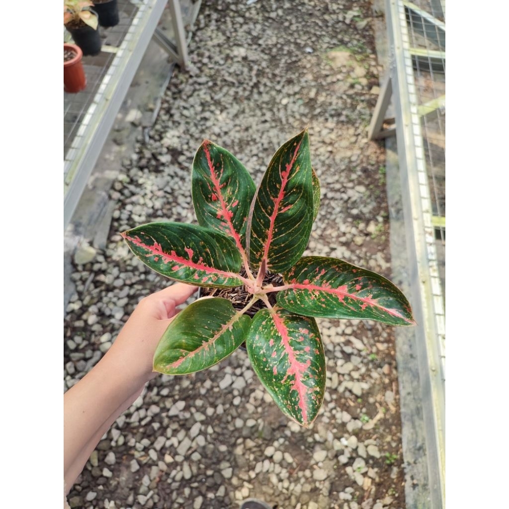 Aglaonema Adelia