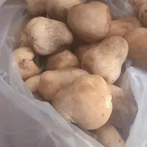 

Jamur Bulat Tersedia dr pkl 06.00-08.00)