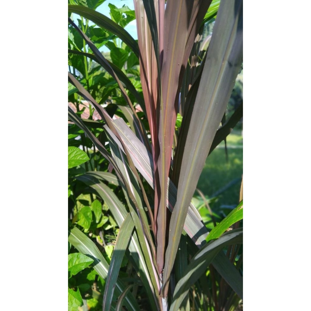 

Daun tebu hitam segar berkualitas alami 10 lembar