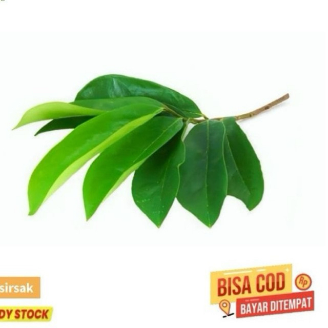 

Daun Sirsak Herbal Tradisional (Bisa COD)