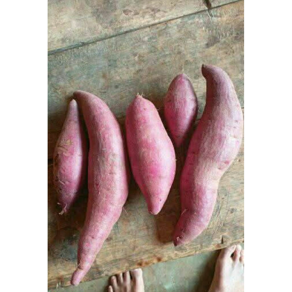 

UBI UNGU GANOLA/MURASAKI UKURAN BABY/KECIL 1KG ISI BANYAK