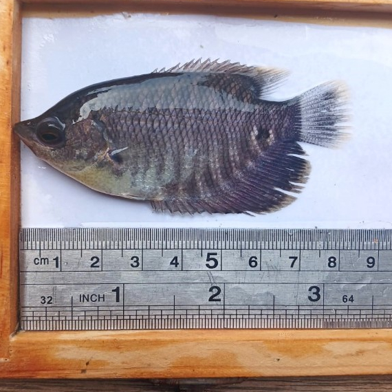 paket benih ikan gurame soang ukuran 7cm/benih ikan gurame soang 2jari isi 10ekor