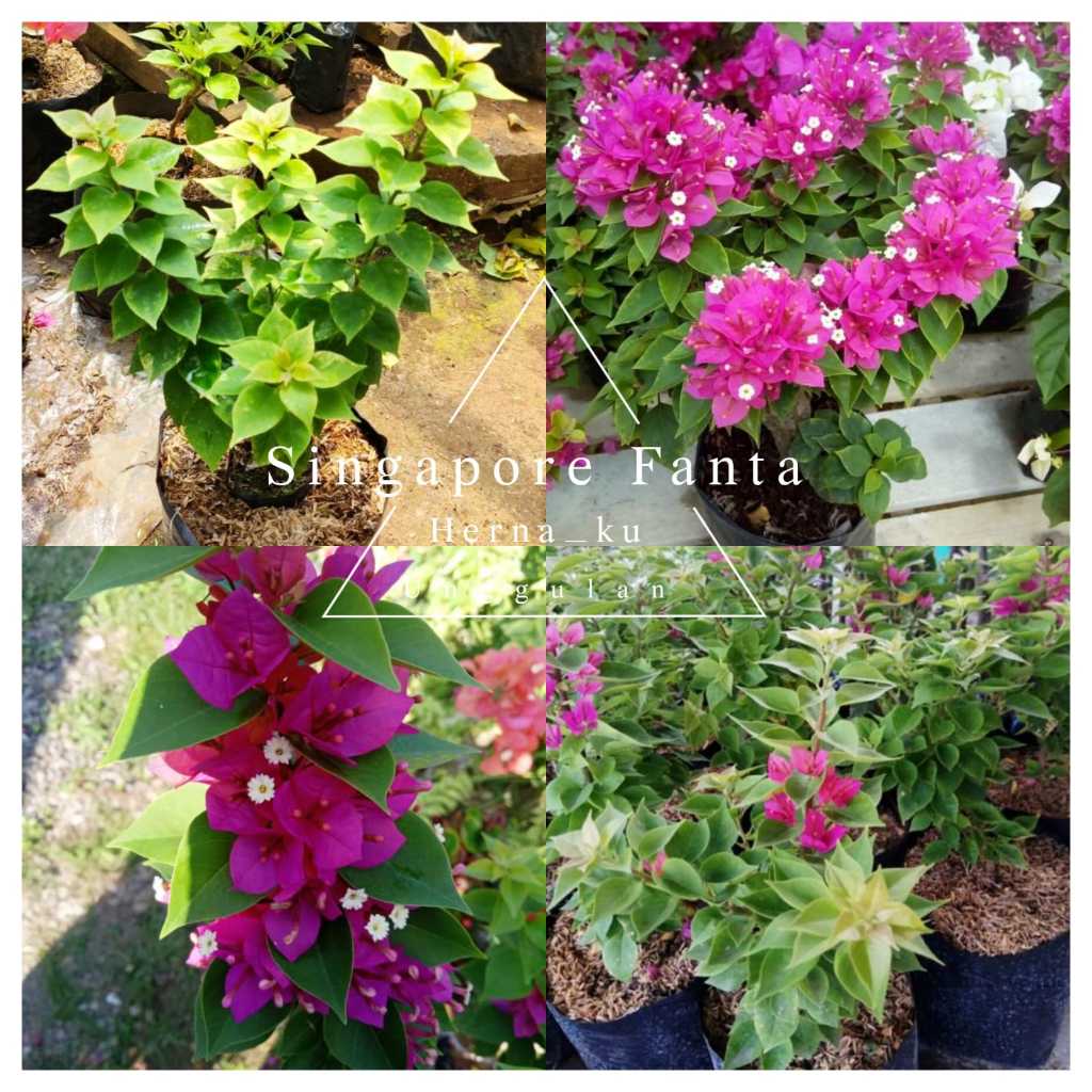 Bunga Bugenvil SINGAPUR FANTA Orian Rimbun / Bougenville SINGAPORE FANTA Mudah Berbunga
