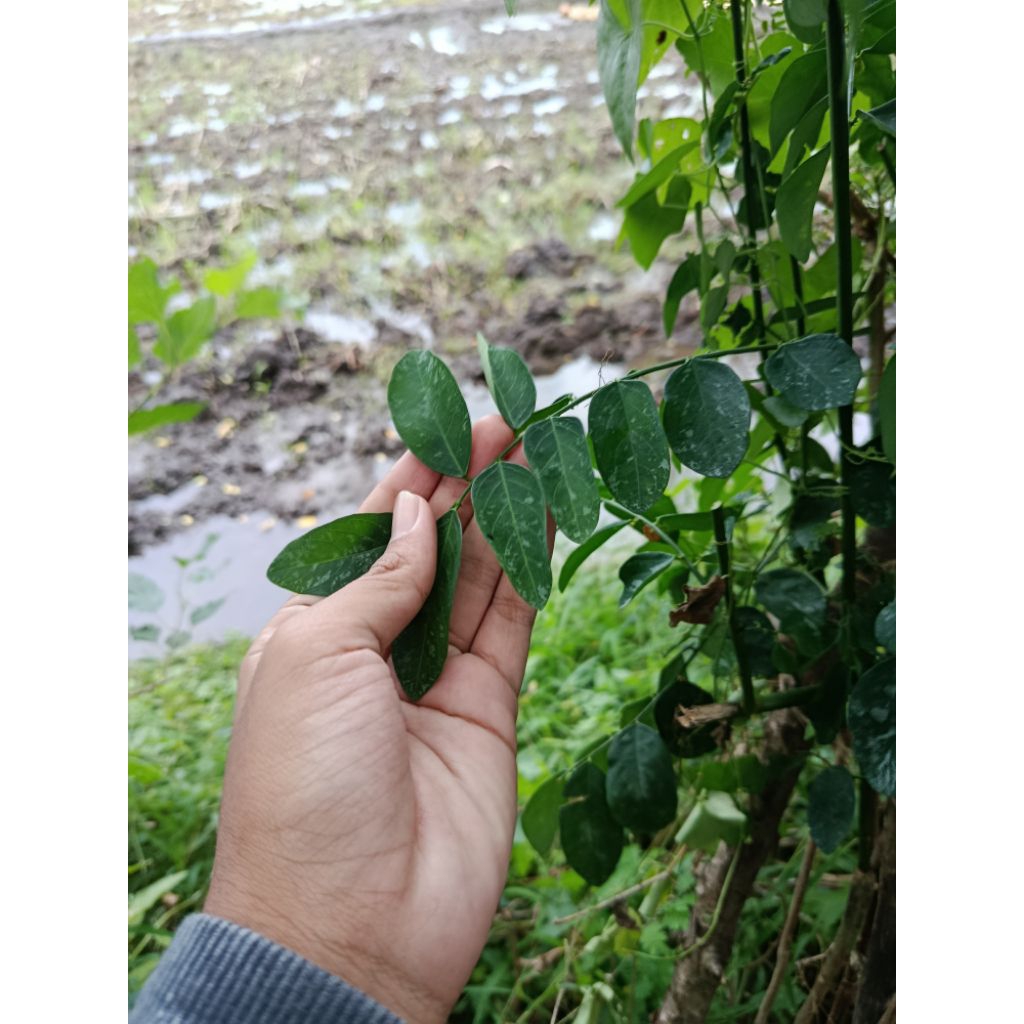 

Daun katuk segar herbal