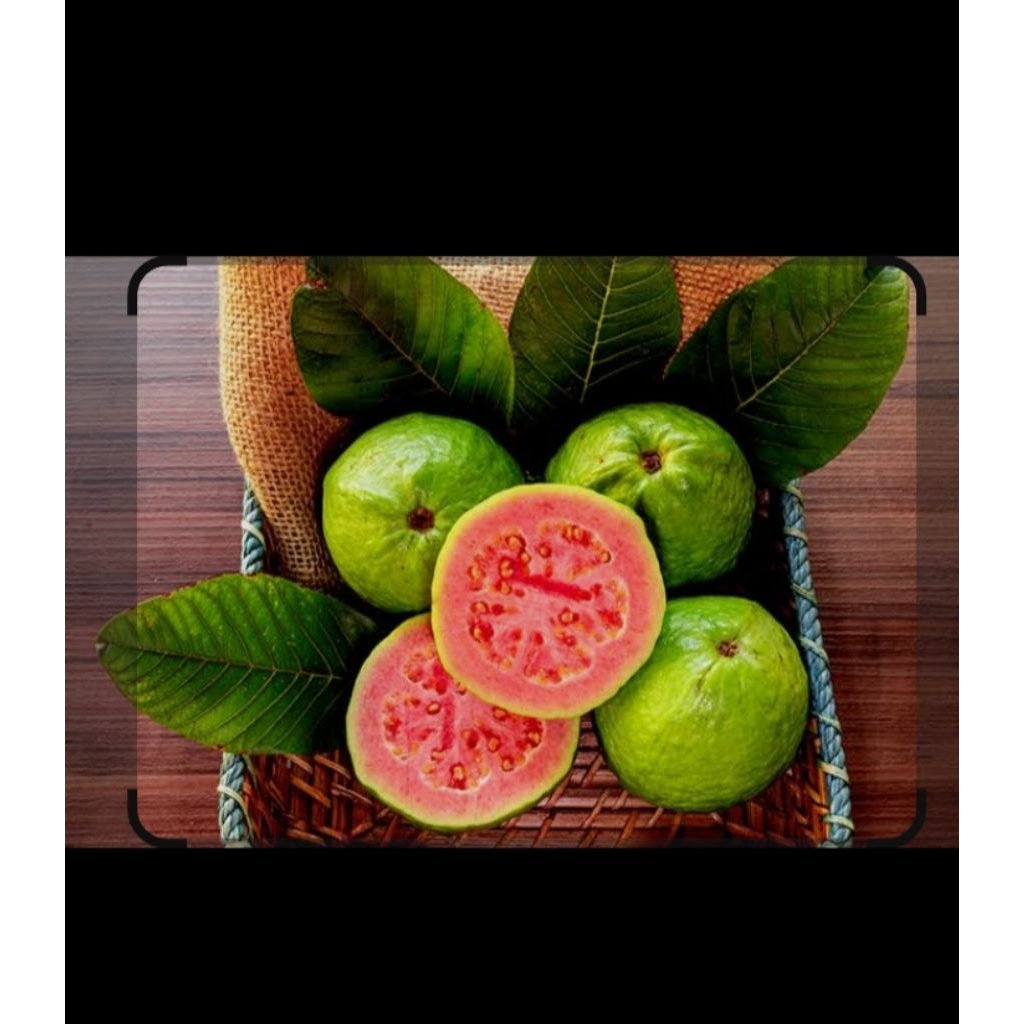 

jambu biji merah besar