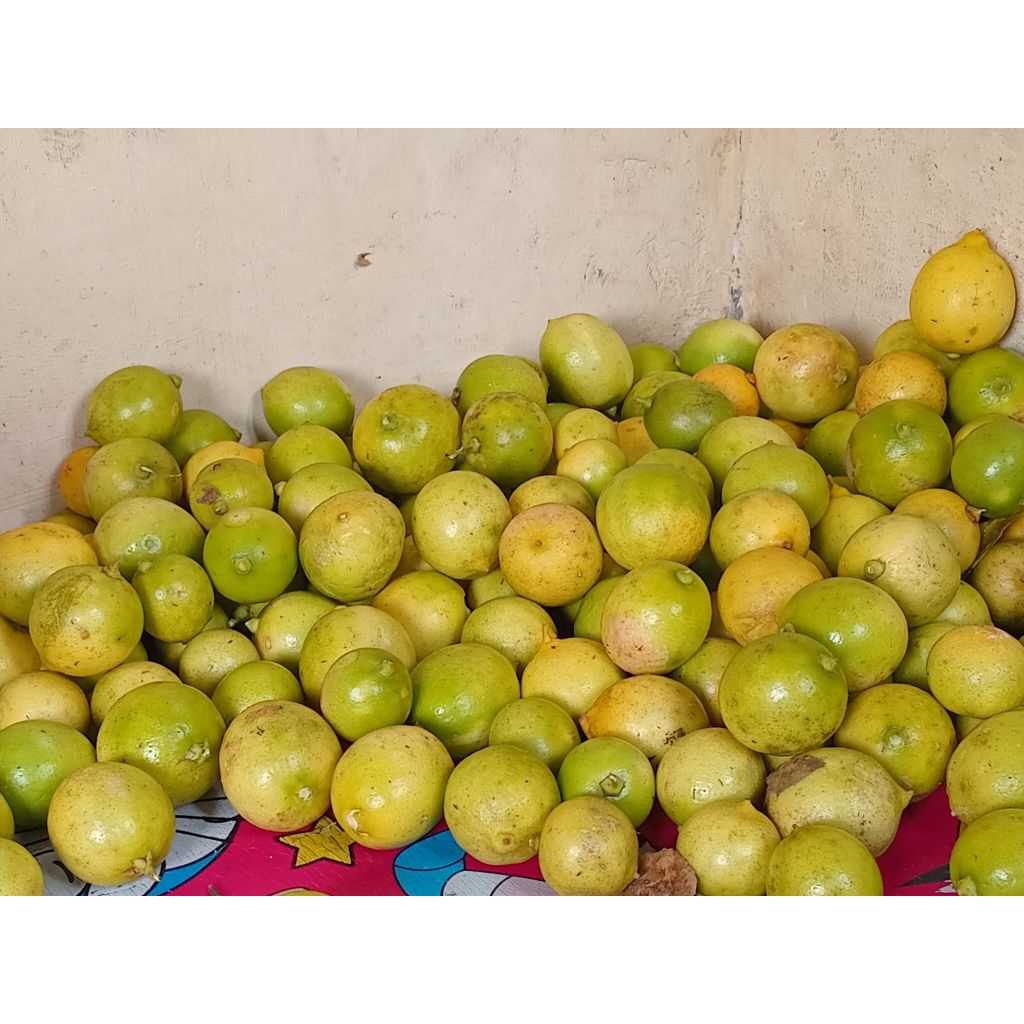 

2.kg jeruk lemon california lokal fress segar