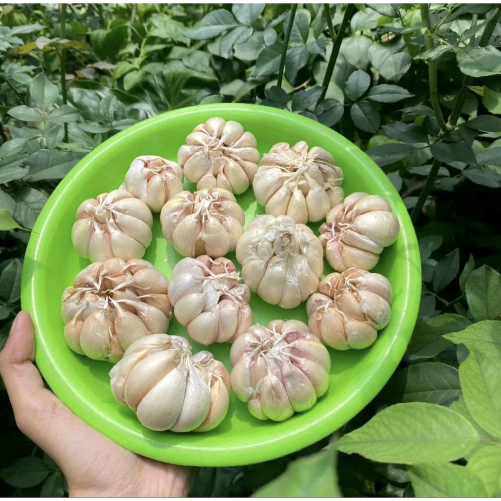 

Sinco Bawang Putih Kupas Bersih 1 Kg