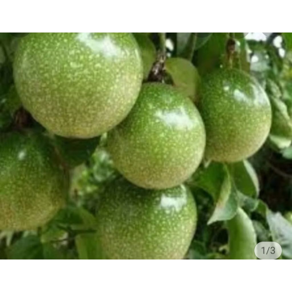 

buah markisa segar 1kg Herbal COD