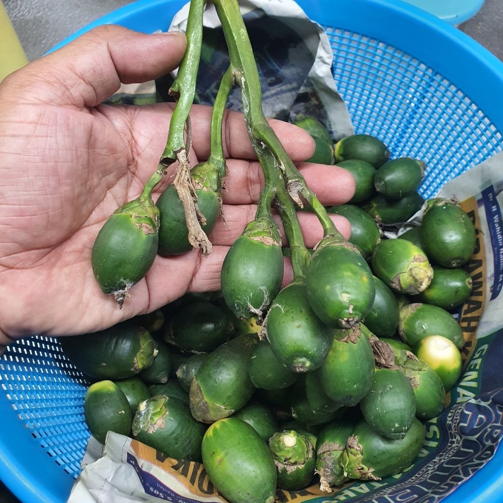 

Pinang Muda Jambe Mudo