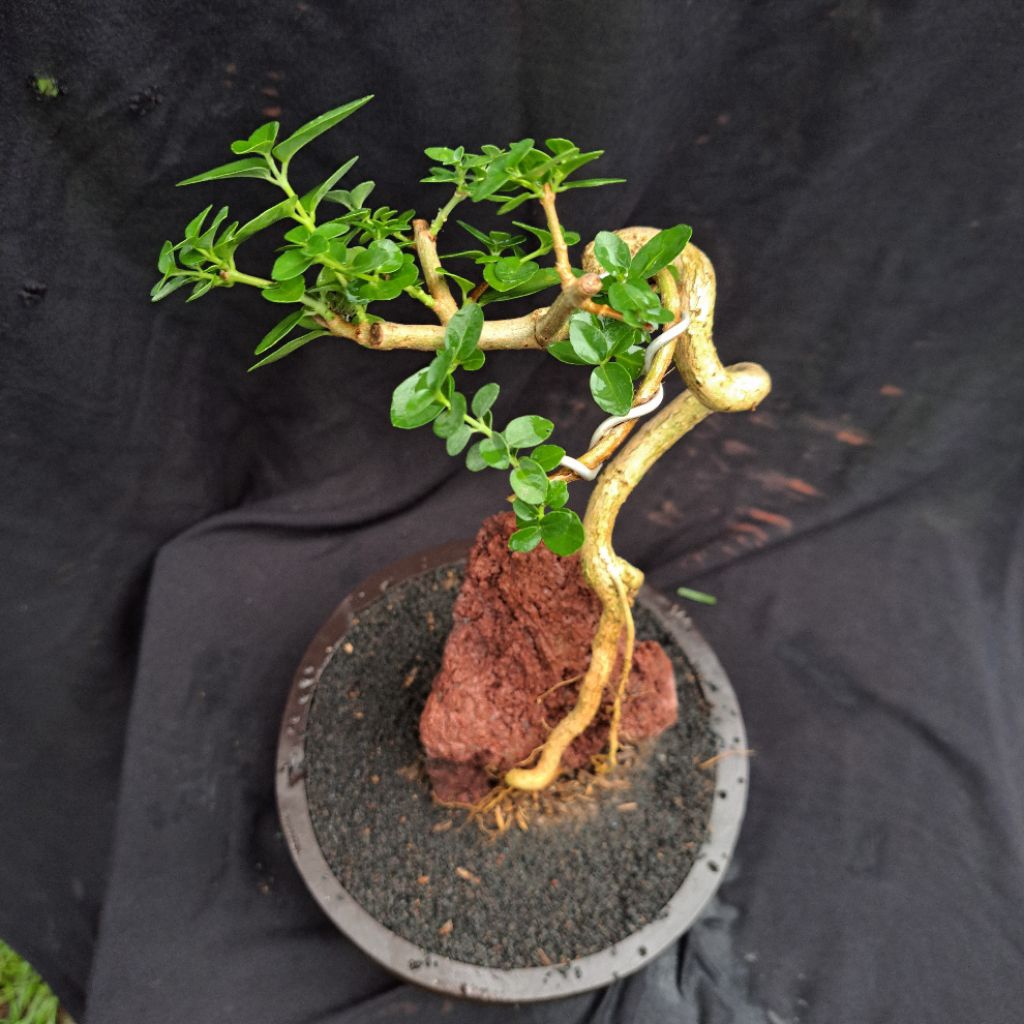 pohon sancang bonsai sancang OTR + pot | Packing full Kayu | Batang berkelok seni bonsai