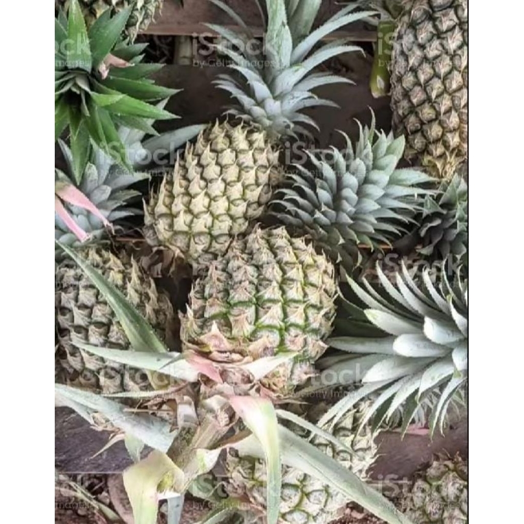 

Buah Nanas Muda Danas Muda pelengkap masakan