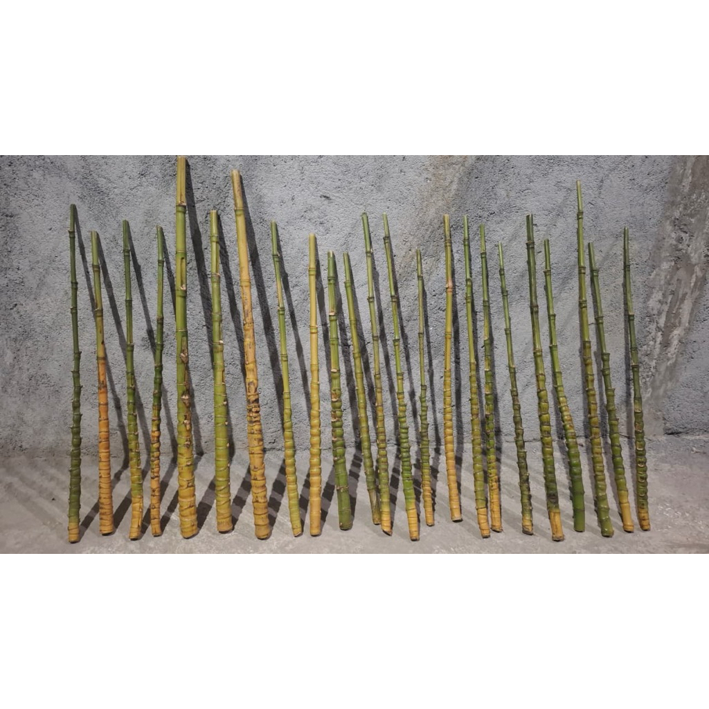 Bambu Cendani Joran Pancingi