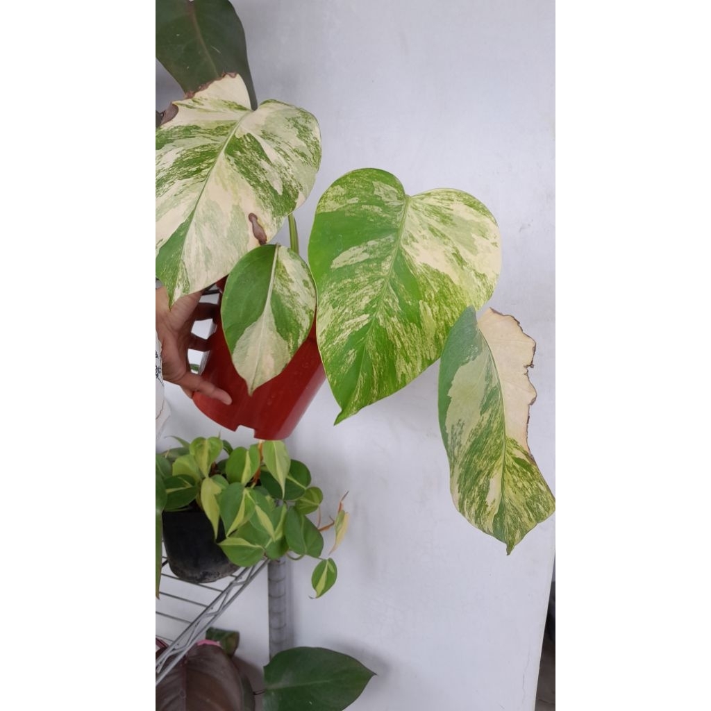 tanaman unik monstera variegata kuning monvar marmorata