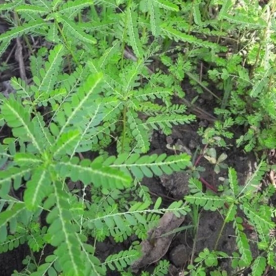 

Daun meniran 1kg segar herbal alami 100% original di ambil saat ada pesanan masuk