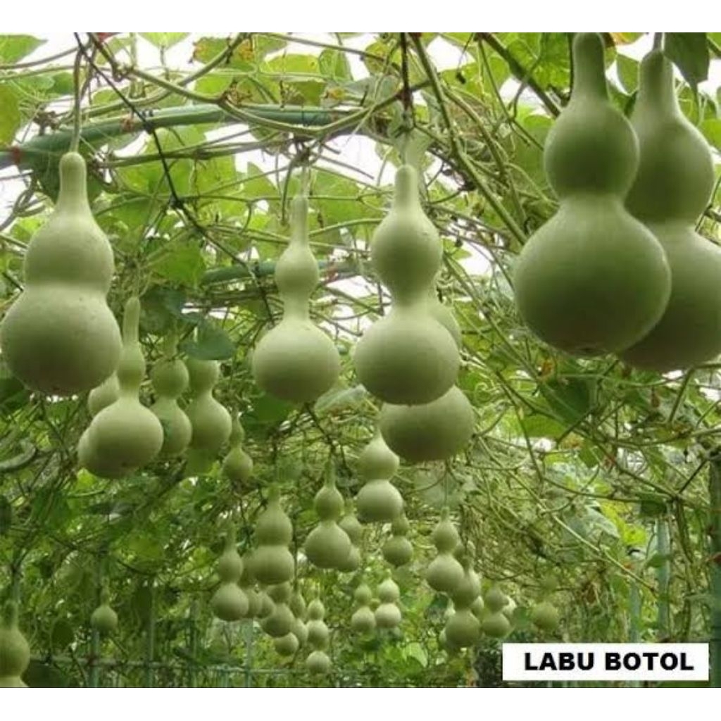 

1 biji benih buah labu botol