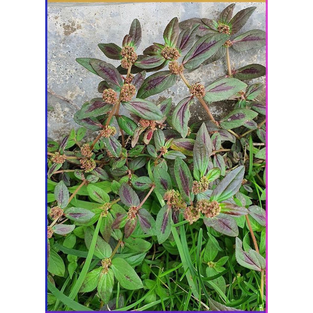 

tanaman patikan kebo herbal 100gram | jamu herbal | produk pilihan