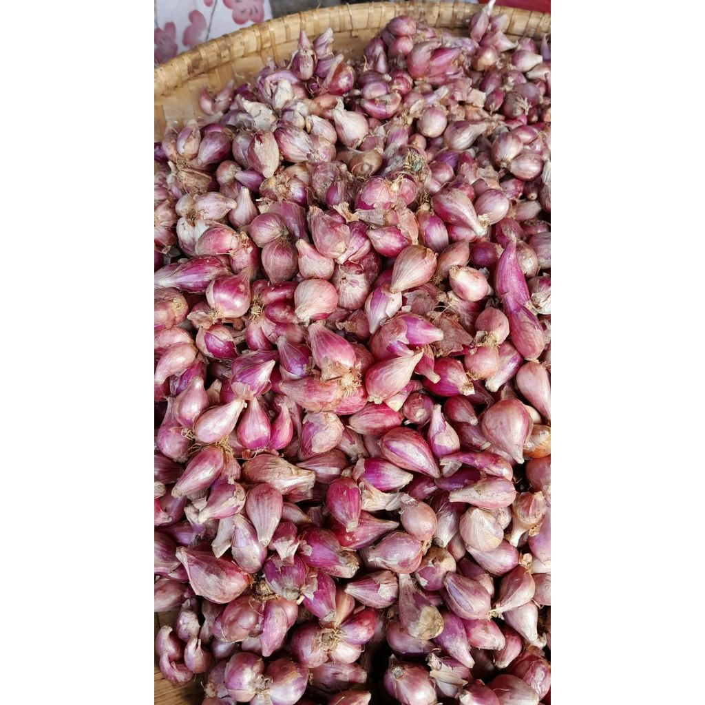 

BAWANG MERAH KECIL 1 KG TERMURAH