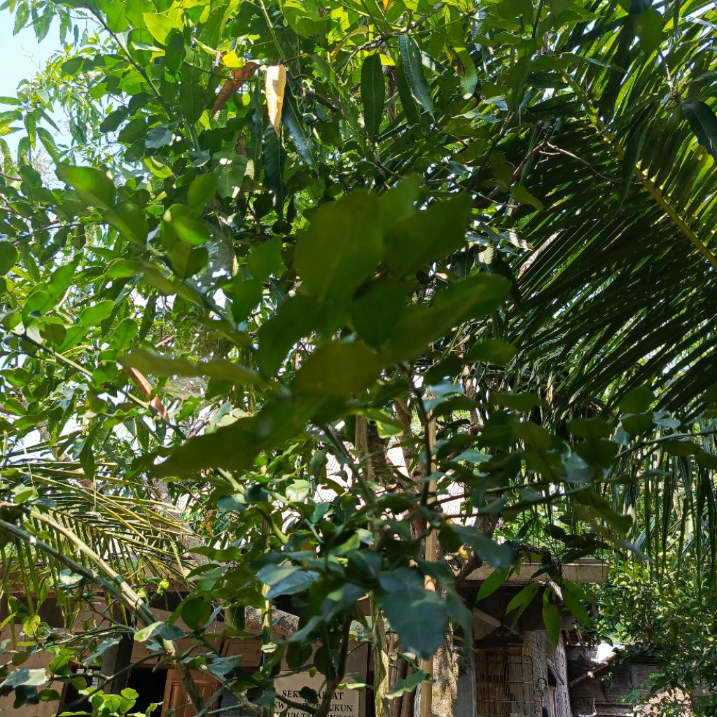 

FRESH...!!! Daun Jeruk Purut Segar Fresh 100Gram Dipanen Dadakan Daun Jeruk Sambel