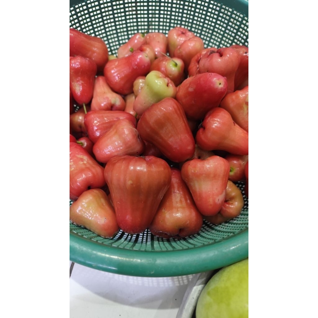 

Jambu merah mentah per kg fresh per kg